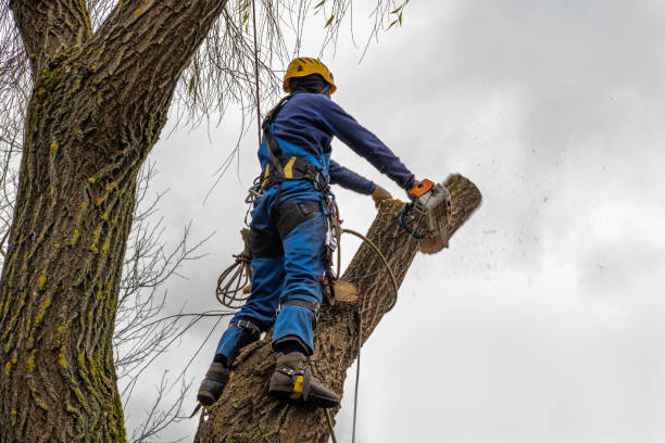 Anna, IL Tree Services Company